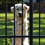 Choose The Best Dog Door For Cold Weather